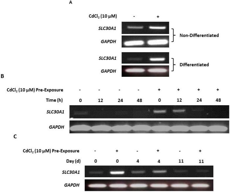 https://cdn.ncbi.nlm.nih.gov/pmc/blobs/af96/6471910/28fb387d638c/ijms-20-01344-g005.jpg