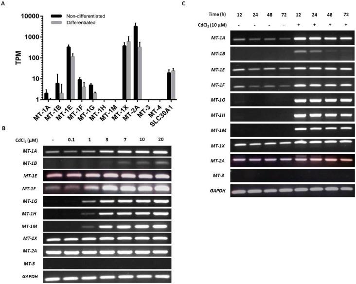 https://cdn.ncbi.nlm.nih.gov/pmc/blobs/af96/6471910/5fd7e296bde0/ijms-20-01344-g002.jpg
