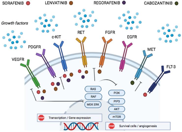 https://cdn.ncbi.nlm.nih.gov/pmc/blobs/af9b/9139863/5d590a292e8e/cancers-14-02357-g001.jpg
