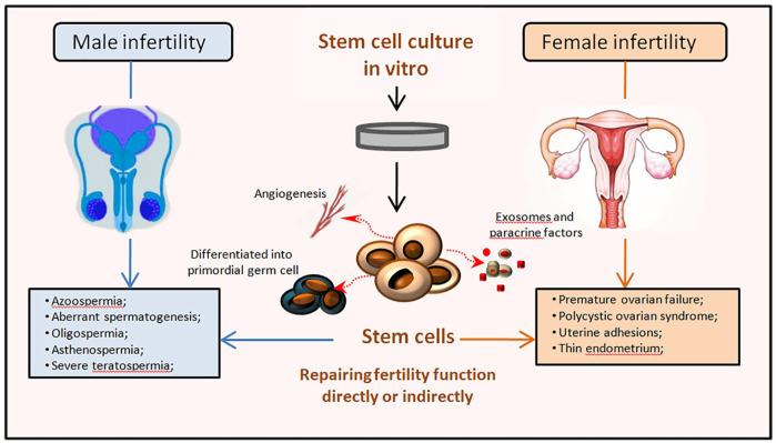 https://cdn.ncbi.nlm.nih.gov/pmc/blobs/af9c/8969497/90f6137b9baf/10.1177_09636897221083252-fig3.jpg