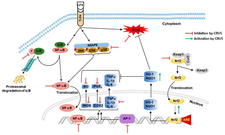 https://cdn.ncbi.nlm.nih.gov/pmc/blobs/afa0/7072429/a3056aca2fe4/biomolecules-10-00199-g006.jpg