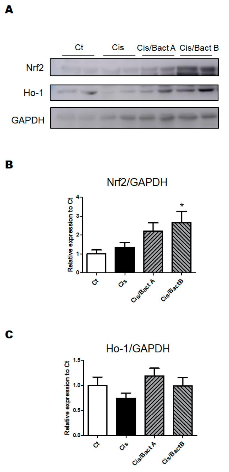 https://cdn.ncbi.nlm.nih.gov/pmc/blobs/afa2/10536890/3b8573408b14/microorganisms-11-02246-g006.jpg