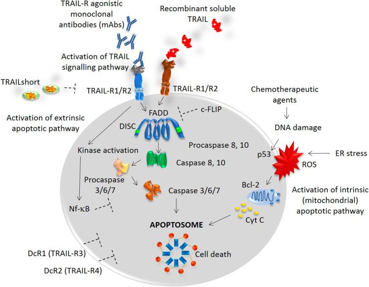 https://cdn.ncbi.nlm.nih.gov/pmc/blobs/afa3/8006409/5e69636256d1/fmolb-08-628332-g001.jpg