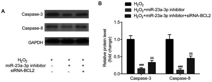 https://cdn.ncbi.nlm.nih.gov/pmc/blobs/afad/7967796/e66710f061f7/etm-21-05-09853-g07.jpg