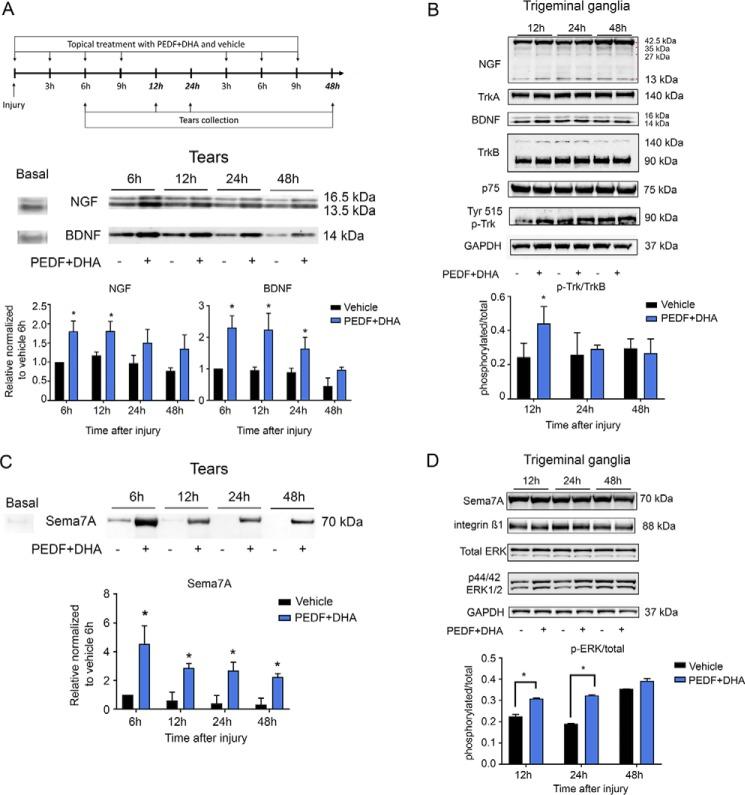 https://cdn.ncbi.nlm.nih.gov/pmc/blobs/afb0/5682960/640050c297f1/zbc0481777060003.jpg