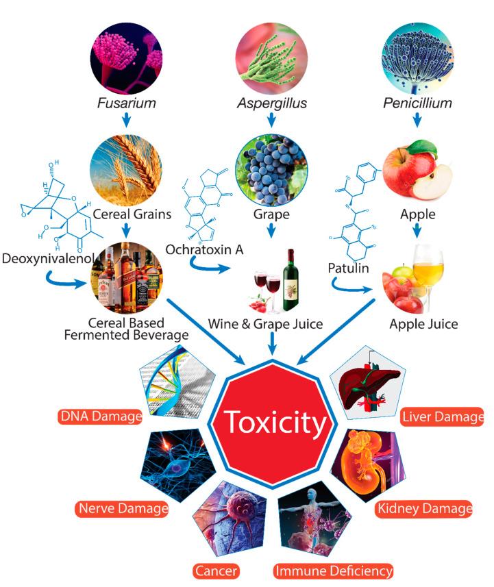 https://cdn.ncbi.nlm.nih.gov/pmc/blobs/afb3/8145492/0d7e638b0827/toxins-13-00323-g001.jpg