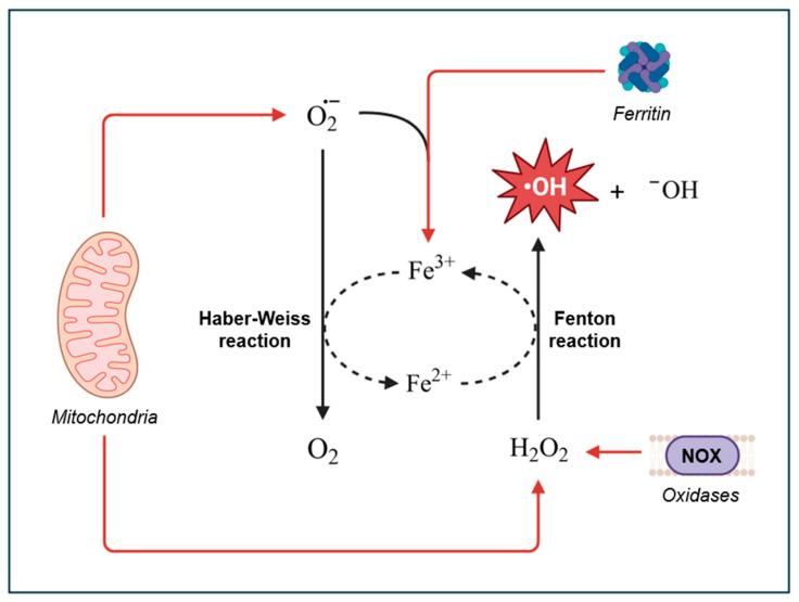 https://cdn.ncbi.nlm.nih.gov/pmc/blobs/afb5/11762621/56f300bd14fd/antioxidants-14-00079-g001.jpg