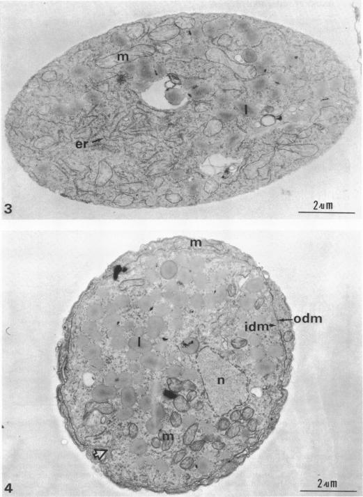 https://cdn.ncbi.nlm.nih.gov/pmc/blobs/afb5/233225/0d1603d42622/jbacter00318-0335-a.jpg