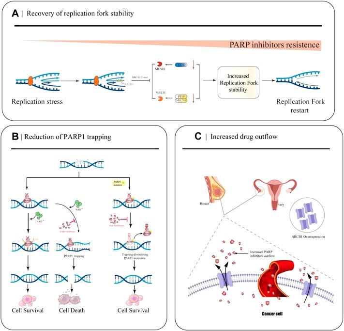 https://cdn.ncbi.nlm.nih.gov/pmc/blobs/afb5/9455597/8311fd3d2085/fphar-13-967633-g002.jpg