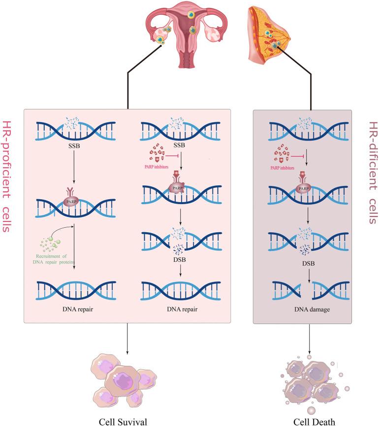 https://cdn.ncbi.nlm.nih.gov/pmc/blobs/afb5/9455597/bea340e760ce/fphar-13-967633-g001.jpg