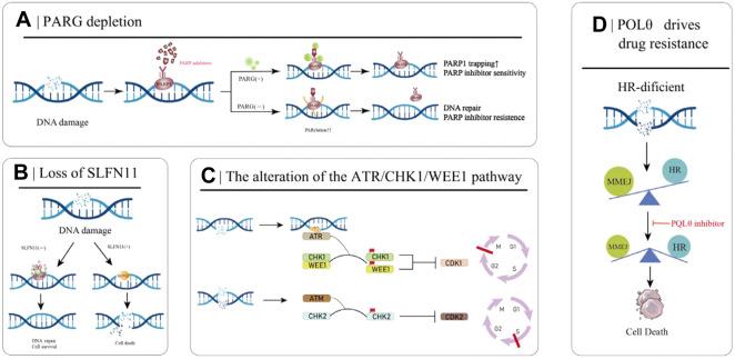 https://cdn.ncbi.nlm.nih.gov/pmc/blobs/afb5/9455597/ccb589f1a158/fphar-13-967633-g003.jpg