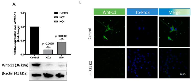 https://cdn.ncbi.nlm.nih.gov/pmc/blobs/afb8/7913884/527bdb4c7839/ijms-22-01557-g006.jpg