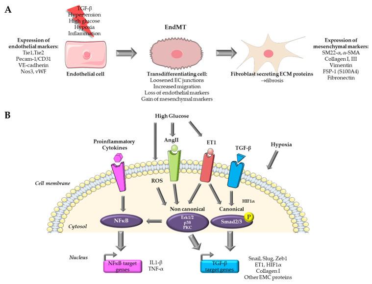 https://cdn.ncbi.nlm.nih.gov/pmc/blobs/afbc/10779210/29ac12f662e3/ijms-25-00382-g001.jpg