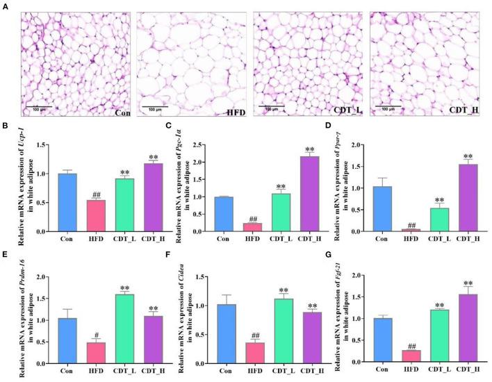 https://cdn.ncbi.nlm.nih.gov/pmc/blobs/afbc/9895393/250144c2b7d5/fnut-10-1082250-g0002.jpg
