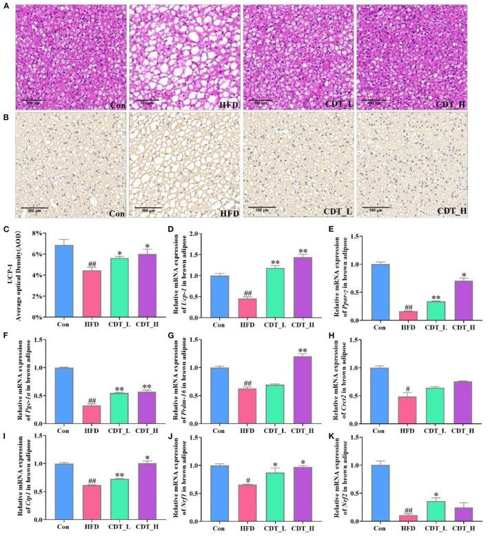 https://cdn.ncbi.nlm.nih.gov/pmc/blobs/afbc/9895393/7b35911a5f13/fnut-10-1082250-g0003.jpg