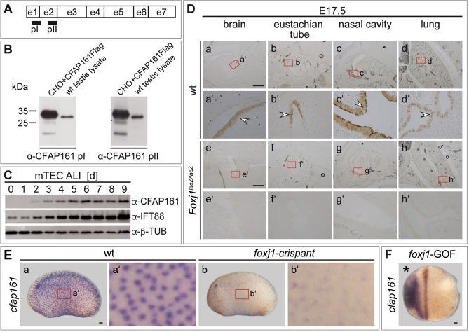 https://cdn.ncbi.nlm.nih.gov/pmc/blobs/afc2/8233316/d5e842e029fe/41598_2021_92495_Fig2_HTML.jpg