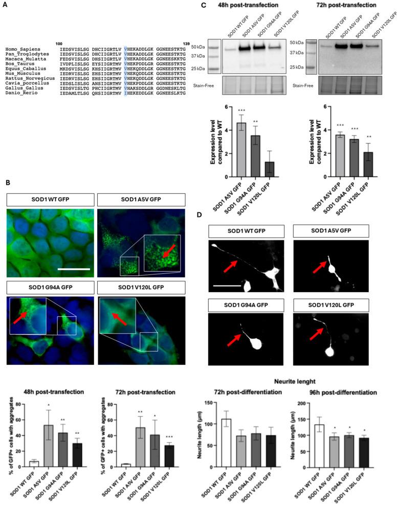 https://cdn.ncbi.nlm.nih.gov/pmc/blobs/afc3/12347878/2385a135eb5c/ijms-26-07414-g001.jpg