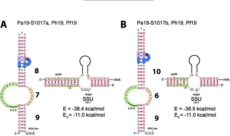 https://cdn.ncbi.nlm.nih.gov/pmc/blobs/afc3/4652768/4a3024427a80/gkv756fig5.jpg