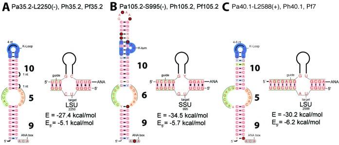 https://cdn.ncbi.nlm.nih.gov/pmc/blobs/afc3/4652768/9f726e1b828e/gkv756fig6.jpg
