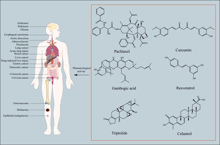 https://cdn.ncbi.nlm.nih.gov/pmc/blobs/afc7/11149581/349ffd4c4acd/IDRD_A_2361169_F0001_C.jpg