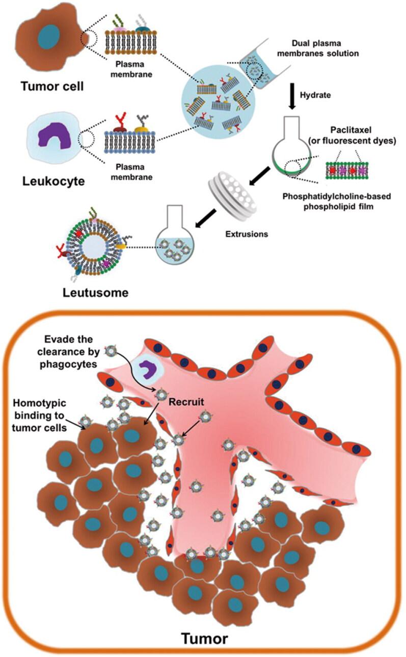 https://cdn.ncbi.nlm.nih.gov/pmc/blobs/afc7/11149581/add43bad9bb7/IDRD_A_2361169_F0007_C.jpg