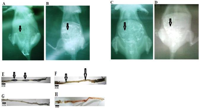 https://cdn.ncbi.nlm.nih.gov/pmc/blobs/afcc/7815153/e696cb4569fb/pone.0245581.g004.jpg