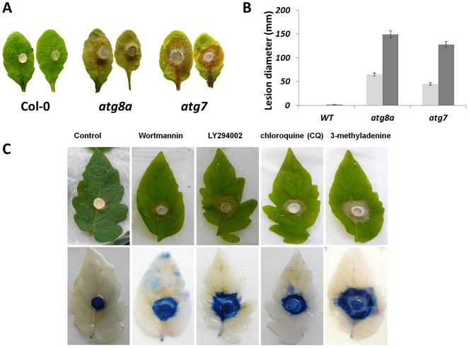 https://cdn.ncbi.nlm.nih.gov/pmc/blobs/afcf/3623803/5564c3f9b87b/ppat.1003287.g005.jpg