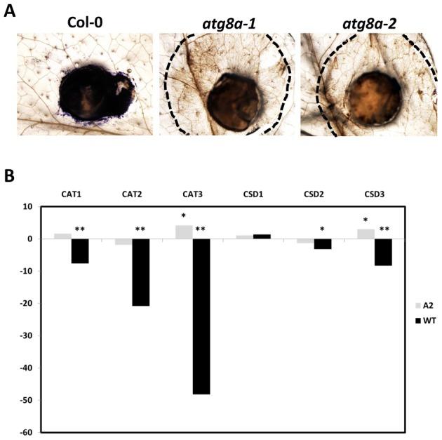 https://cdn.ncbi.nlm.nih.gov/pmc/blobs/afcf/3623803/e420c59aae4e/ppat.1003287.g006.jpg