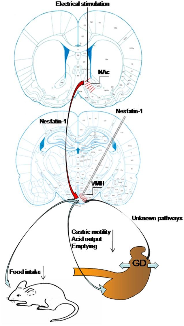 https://cdn.ncbi.nlm.nih.gov/pmc/blobs/afd7/5213809/353cd5cc5b23/fphys-07-00634-g0007.jpg
