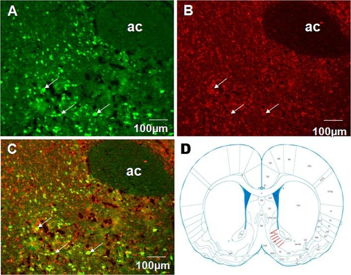 https://cdn.ncbi.nlm.nih.gov/pmc/blobs/afd7/5213809/5e0b0ced7ed1/fphys-07-00634-g0004.jpg