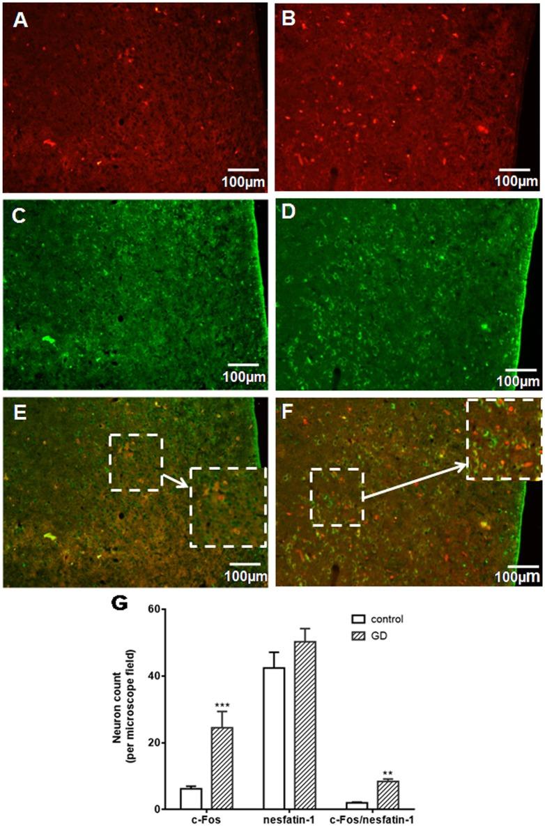 https://cdn.ncbi.nlm.nih.gov/pmc/blobs/afd7/5213809/a9aa5d7072ac/fphys-07-00634-g0001.jpg