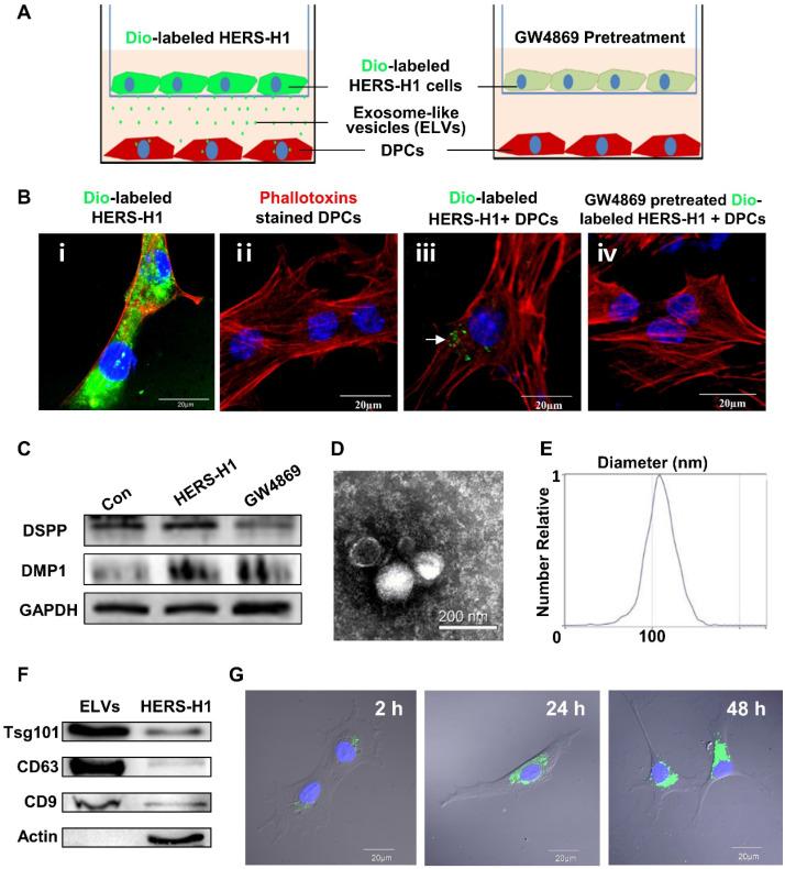 https://cdn.ncbi.nlm.nih.gov/pmc/blobs/afd8/7254987/30d2a4650652/thnov10p5914g001.jpg