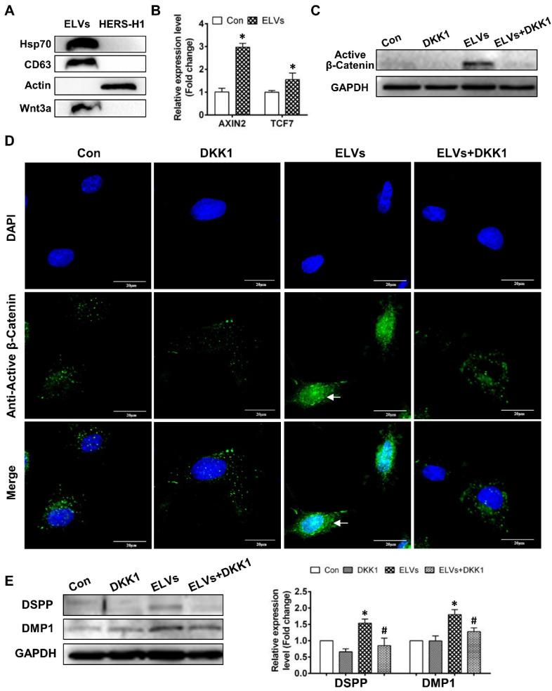 https://cdn.ncbi.nlm.nih.gov/pmc/blobs/afd8/7254987/95776483cf01/thnov10p5914g005.jpg