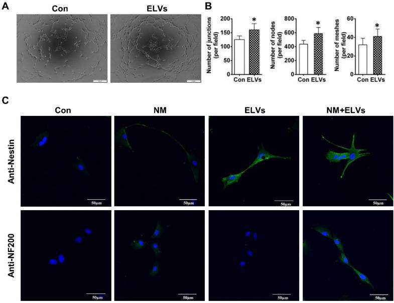 https://cdn.ncbi.nlm.nih.gov/pmc/blobs/afd8/7254987/f78b72e728c9/thnov10p5914g004.jpg