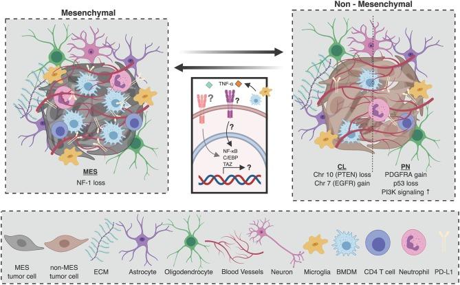 https://cdn.ncbi.nlm.nih.gov/pmc/blobs/afdc/6779728/42e03c17ff85/fimmu-10-02294-g0001.jpg