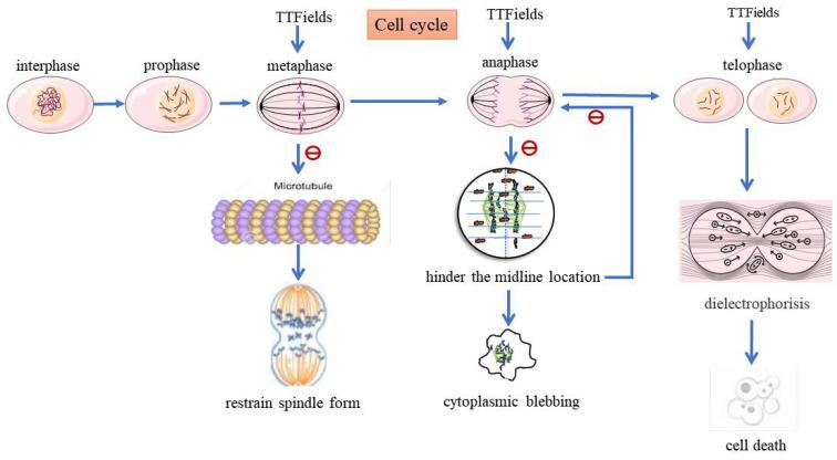 https://cdn.ncbi.nlm.nih.gov/pmc/blobs/afdd/7797642/4eeaa79cf72a/jcav12p1094g002.jpg