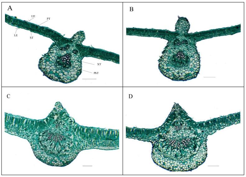 https://cdn.ncbi.nlm.nih.gov/pmc/blobs/afdd/8230738/394b68704ac7/plants-10-01189-g004.jpg