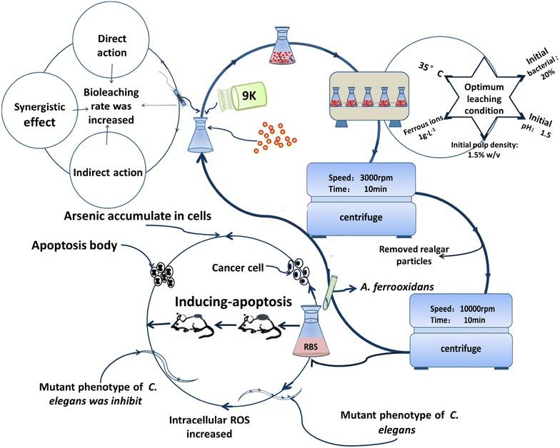 https://cdn.ncbi.nlm.nih.gov/pmc/blobs/afe1/5441017/aa61a9f3918f/40659_2017_122_Fig1_HTML.jpg