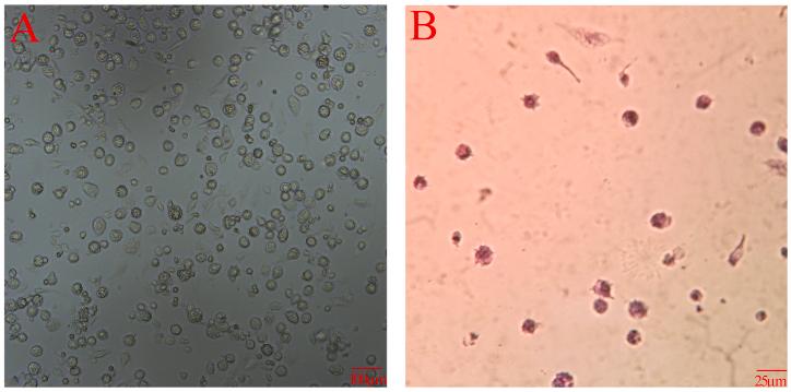 https://cdn.ncbi.nlm.nih.gov/pmc/blobs/afe6/11462211/3064c6f5bf67/gr1.jpg