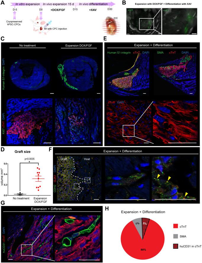 https://cdn.ncbi.nlm.nih.gov/pmc/blobs/afe8/7252440/f72652d2fe0a/cvz181f3.jpg