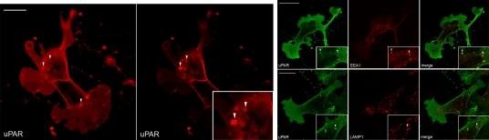 https://cdn.ncbi.nlm.nih.gov/pmc/blobs/afe9/2579578/72cf1cedb086/pone.0003730.g002.jpg
