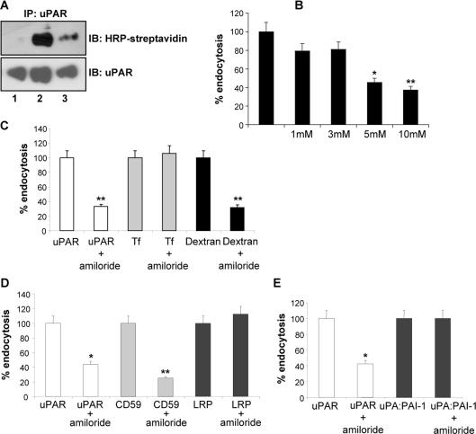 https://cdn.ncbi.nlm.nih.gov/pmc/blobs/afe9/2579578/e5c0267a0da2/pone.0003730.g007.jpg