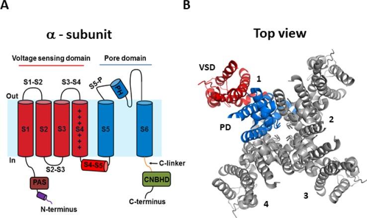 https://cdn.ncbi.nlm.nih.gov/pmc/blobs/afeb/7059196/f1c09582b0b2/fphar-11-00139-g001.jpg