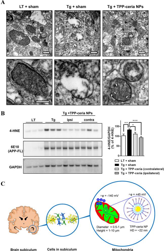 https://cdn.ncbi.nlm.nih.gov/pmc/blobs/aff1/10981335/83e63774acb9/12951_2024_2406_Fig12_HTML.jpg
