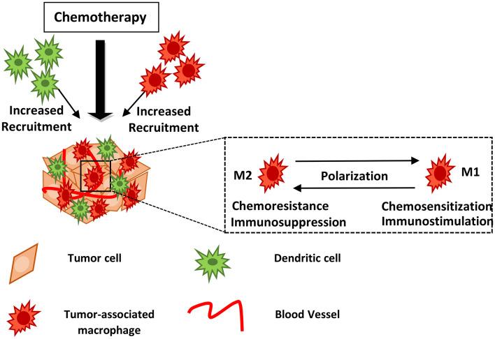 https://cdn.ncbi.nlm.nih.gov/pmc/blobs/aff2/7325995/e2a8a47edb7f/fonc-10-00899-g0001.jpg
