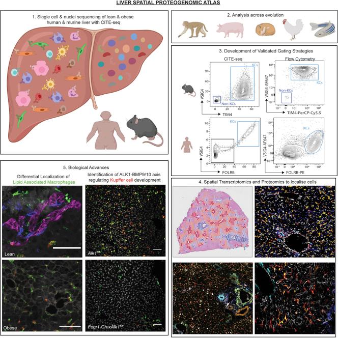 https://cdn.ncbi.nlm.nih.gov/pmc/blobs/aff2/8809252/638f27602afb/fx1.jpg