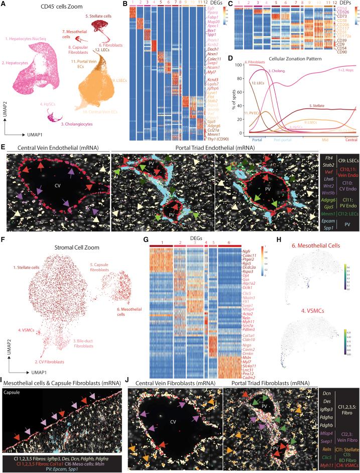 https://cdn.ncbi.nlm.nih.gov/pmc/blobs/aff2/8809252/7472de936b2a/gr3.jpg