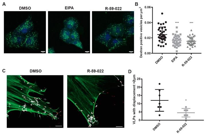 https://cdn.ncbi.nlm.nih.gov/pmc/blobs/aff6/6466206/0a25ae43265a/viruses-11-00206-g004.jpg