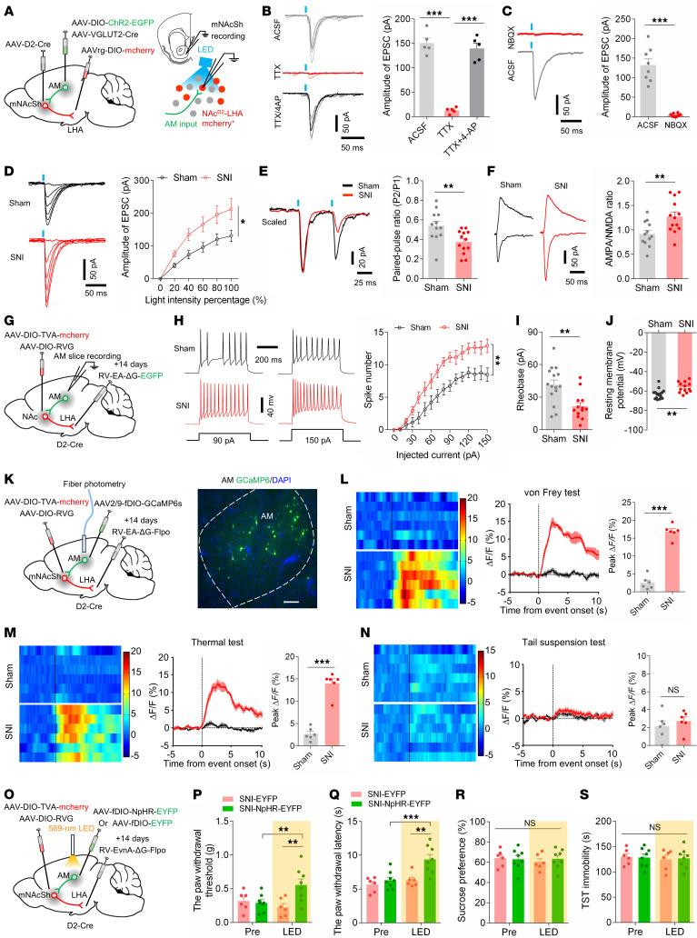 https://cdn.ncbi.nlm.nih.gov/pmc/blobs/b005/12321395/1eb8406110e5/jci-135-191270-g011.jpg