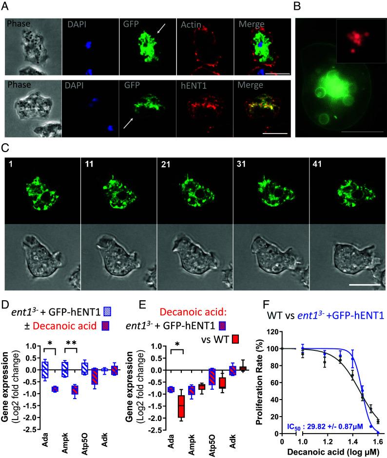 https://cdn.ncbi.nlm.nih.gov/pmc/blobs/b008/11388398/00686a448911/pnas.2321874121fig04.jpg